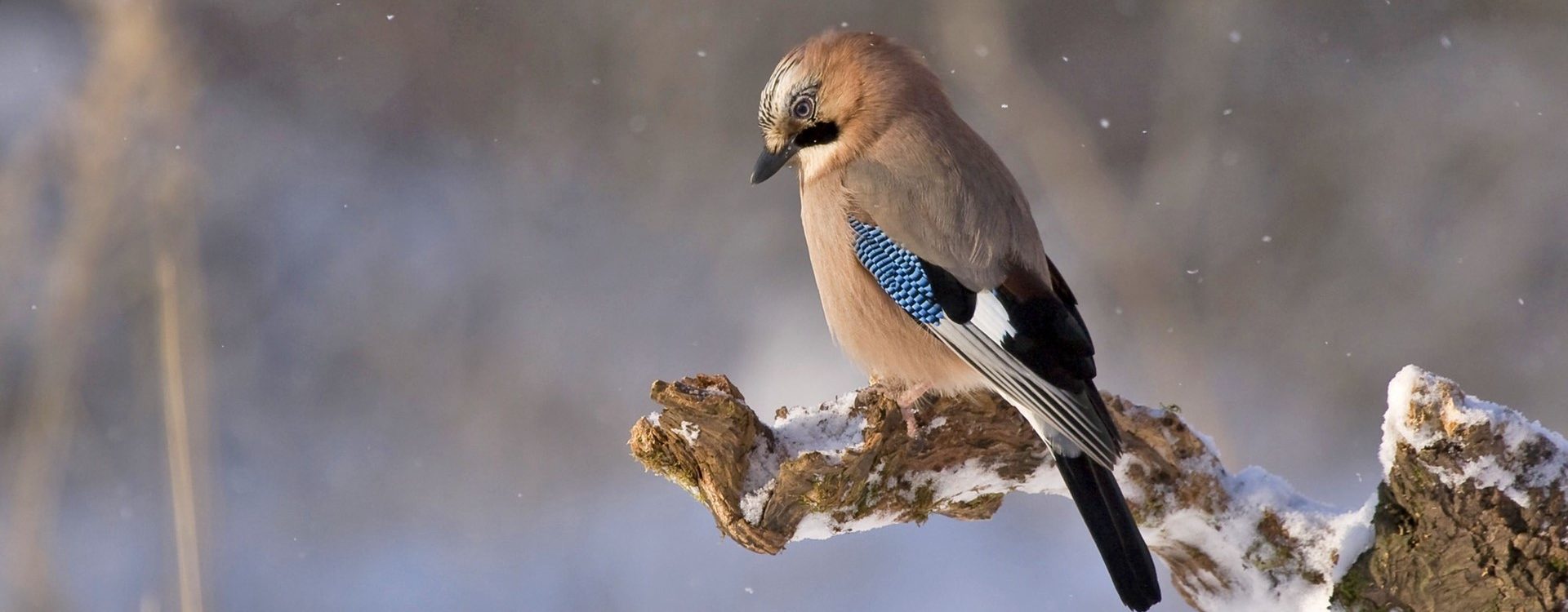 Bird on snowy branch